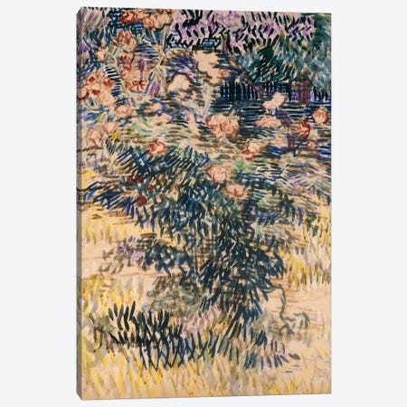 Oleanders, the Hospital Garden at Saint-Remy, 1889  Canvas Print #BMN5127} by Vincent van Gogh Canvas Print