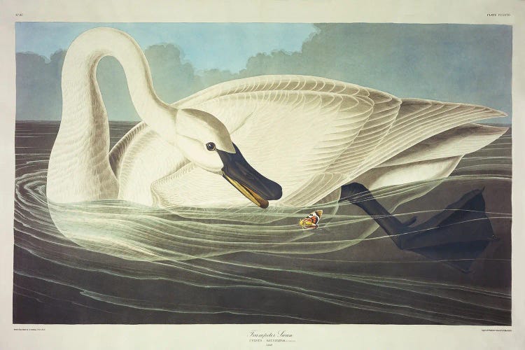 Trumpeter Swan 