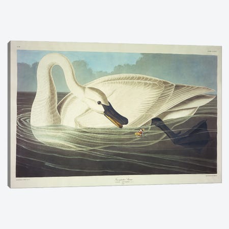 Trumpeter Swan  Canvas Print #BMN5296} by John James Audubon Canvas Print
