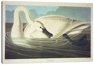 Trumpeter Swan  Canvas Art Print - Swan Art
