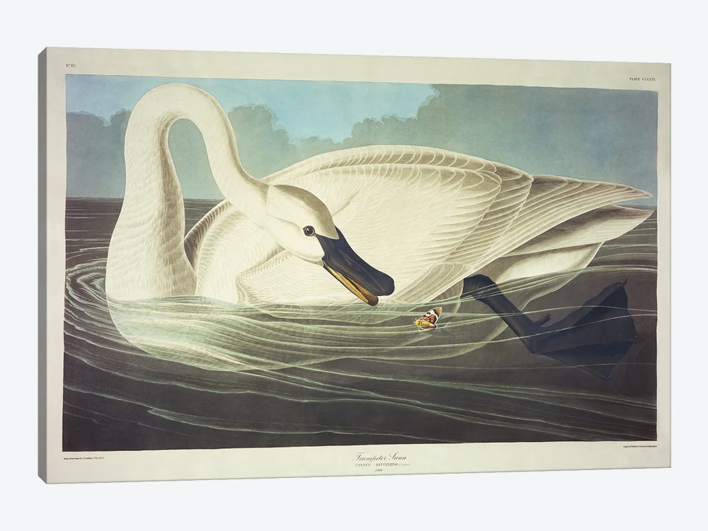 Trumpeter Swan  by John James Audubon 1-piece Canvas Print