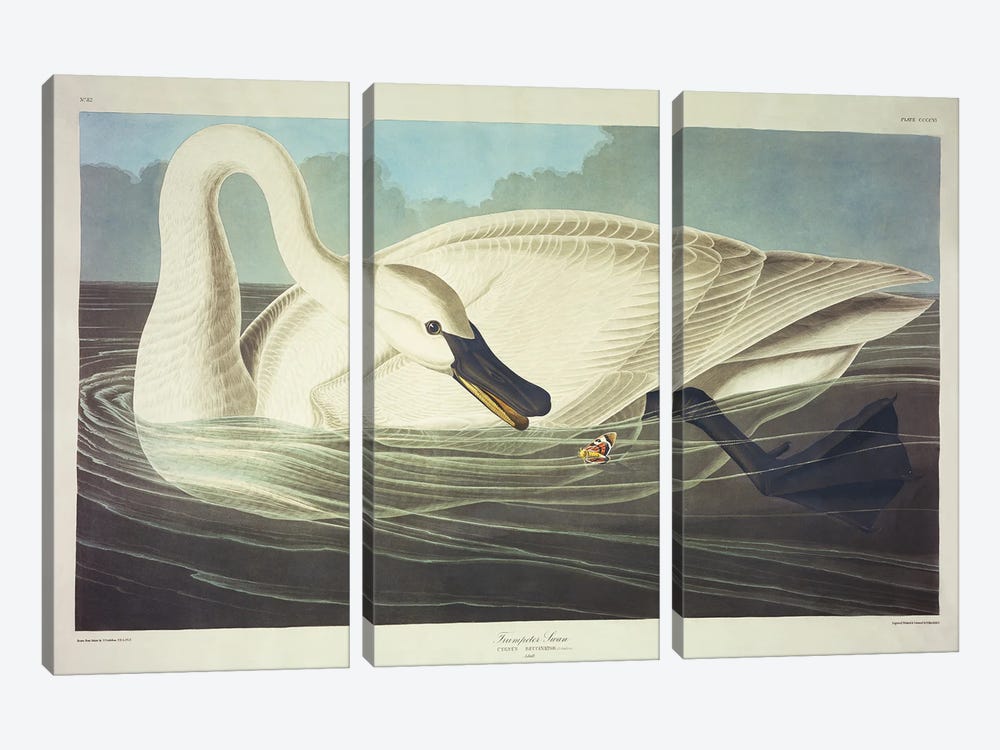 Trumpeter Swan  by John James Audubon 3-piece Art Print