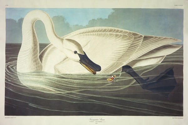 Vintage Animal Illustrations: Trumpeter Swan  by John James Audubon