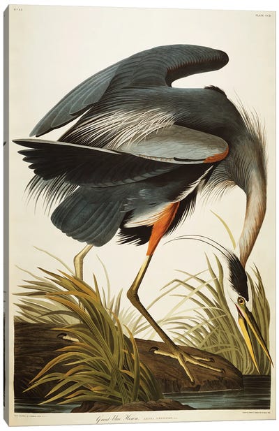 Great Blue Heron  Canvas Art Print - Bird Art