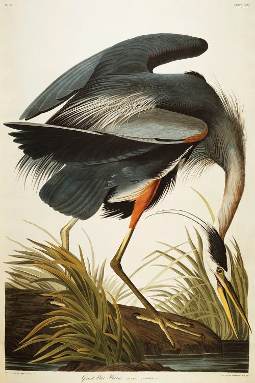 Best Selling Large Art - Canvas Prints: Great Blue Heron  by John James Audubon