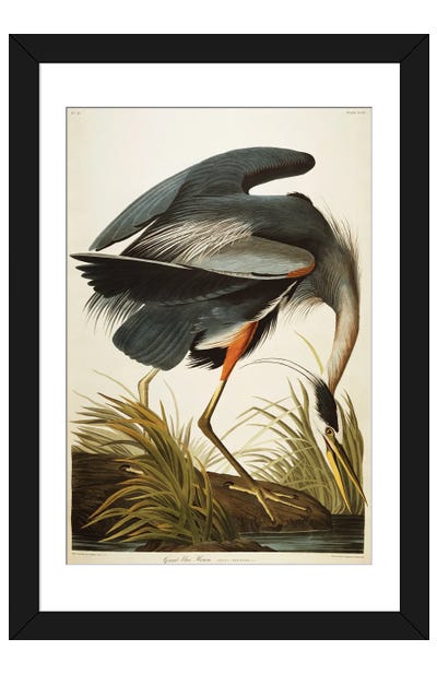 Great Blue Heron  Paper Art Print - Best Selling Paper