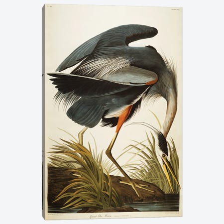 Great Blue Heron  Canvas Print #BMN5297} by John James Audubon Canvas Art Print
