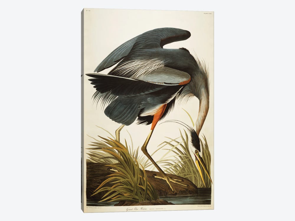 Great Blue Heron  by John James Audubon 1-piece Canvas Artwork