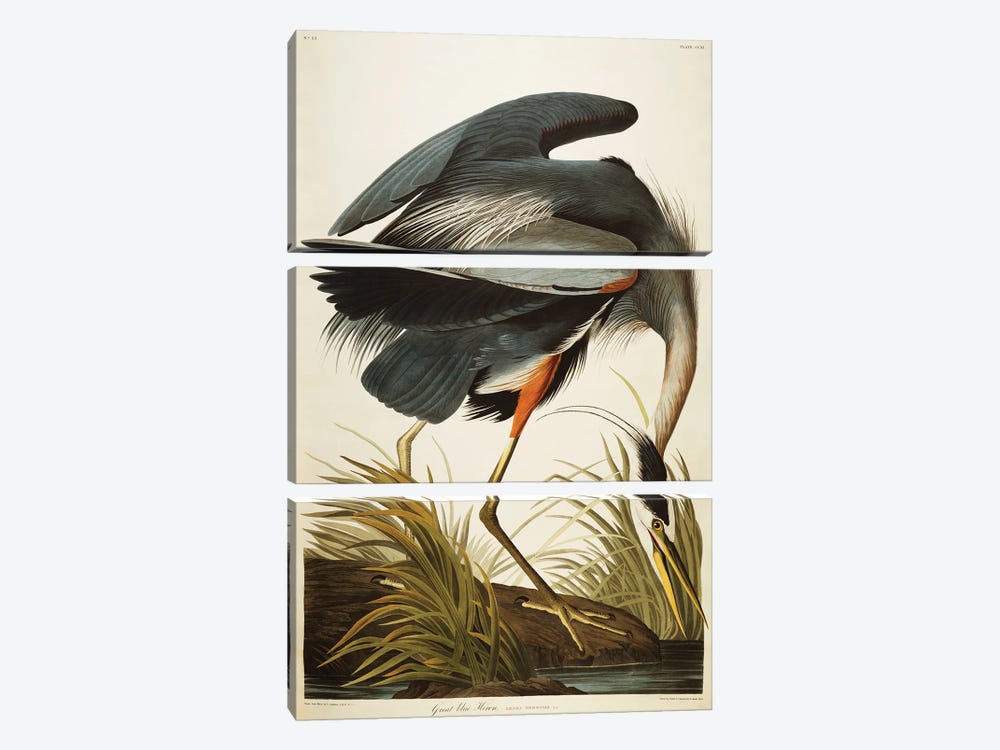 Great Blue Heron  by John James Audubon 3-piece Canvas Art