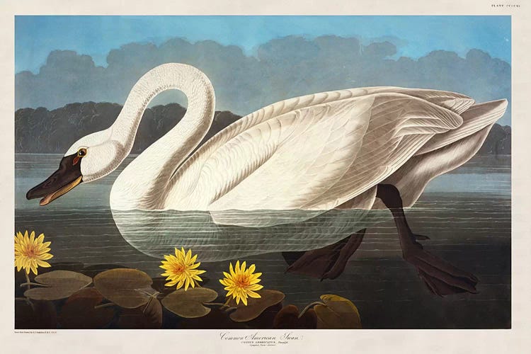 Common American Swan. Whistling Swan 