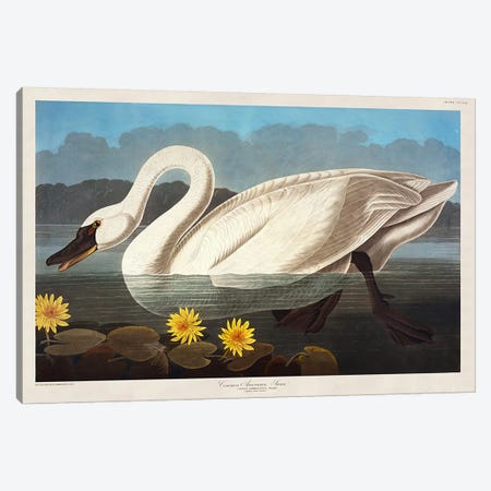 Common American Swan. Whistling Swan  Canvas Print #BMN5298} by John James Audubon Canvas Wall Art