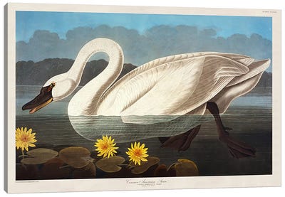 Common American Swan. Whistling Swan  Canvas Art Print - Swan Art