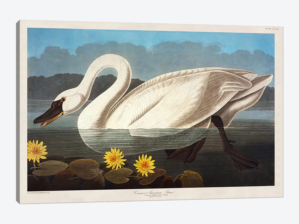 Common American Swan. Whistling Swan  by John James Audubon 1-piece Canvas Art Print