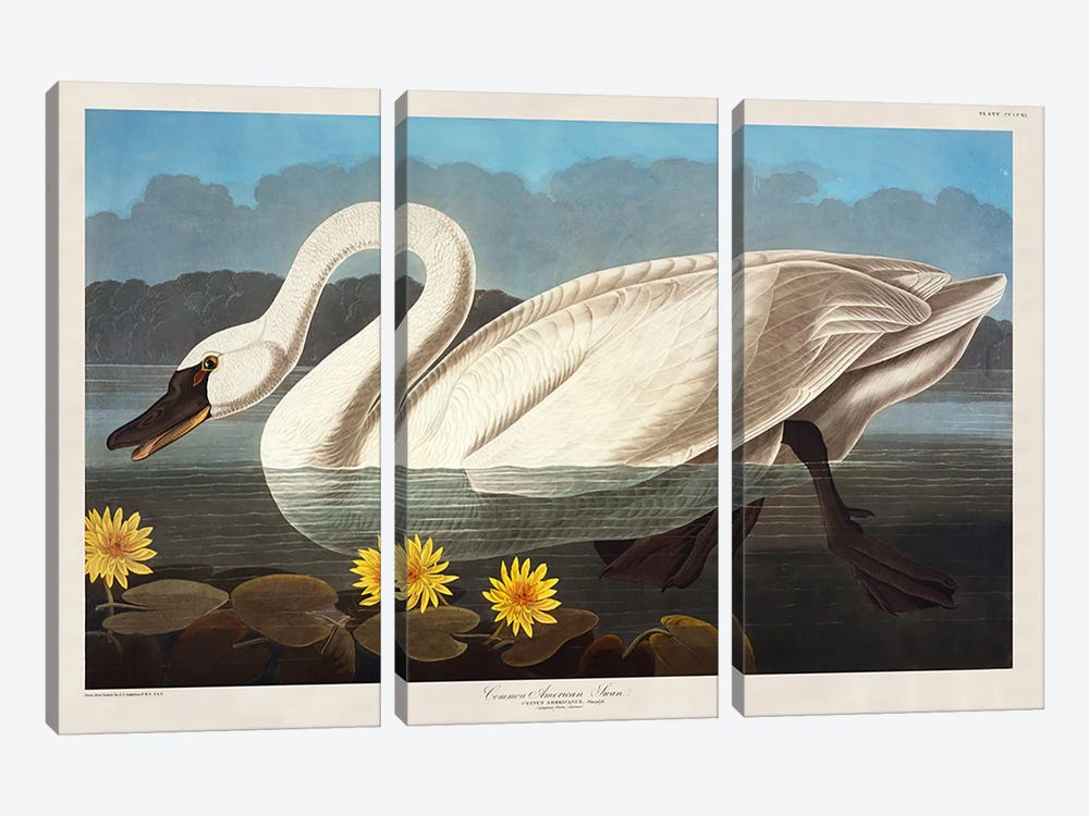 Common American Swan. Whistling Swan  by John James Audubon 3-piece Canvas Print