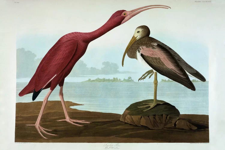 Scarlet Ibis  by John James Audubon wall art