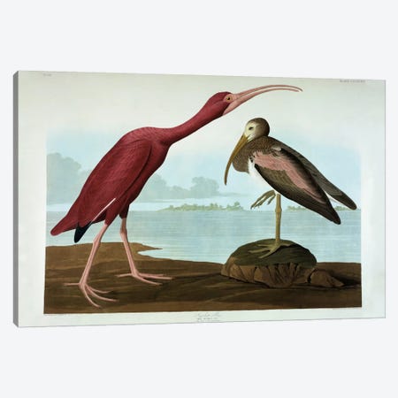 Scarlet Ibis  Canvas Print #BMN5299} by John James Audubon Canvas Art