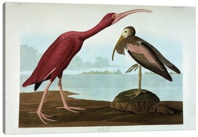 Scarlet Ibis  Canvas Art Print - John James Audubon