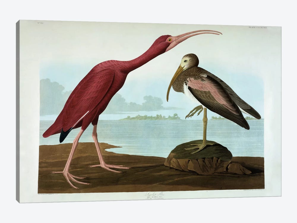Scarlet Ibis  by John James Audubon 1-piece Canvas Wall Art