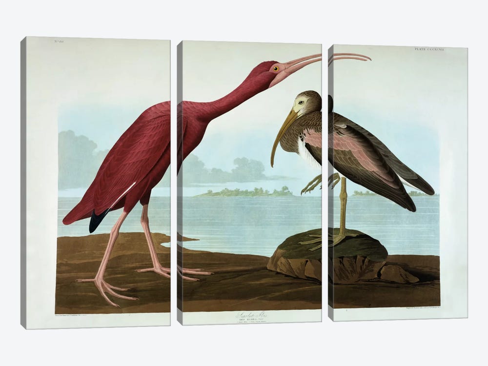 Scarlet Ibis  by John James Audubon 3-piece Canvas Wall Art