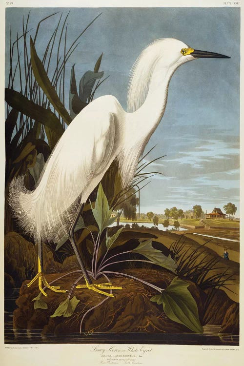 Snowy Heron Or White Egret / Snowy Egret 