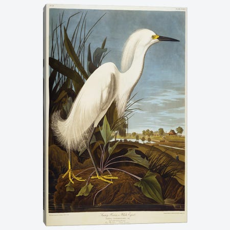 Snowy Heron Or White Egret / Snowy Egret  Canvas Print #BMN5300} by John James Audubon Canvas Artwork