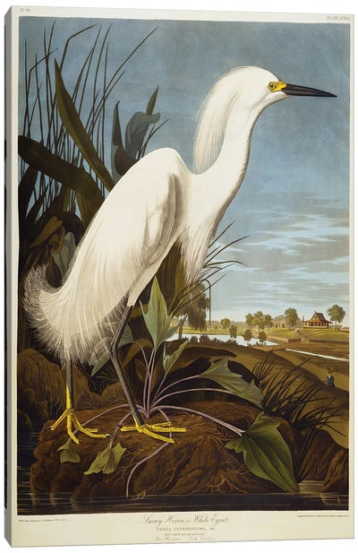 Snowy Heron Or White Egret / Snowy Egret  Canvas Art Print - Hand Drawings & Sketches
