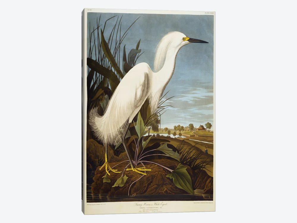 Snowy Heron Or White Egret / Snowy Egret  by John James Audubon 1-piece Art Print