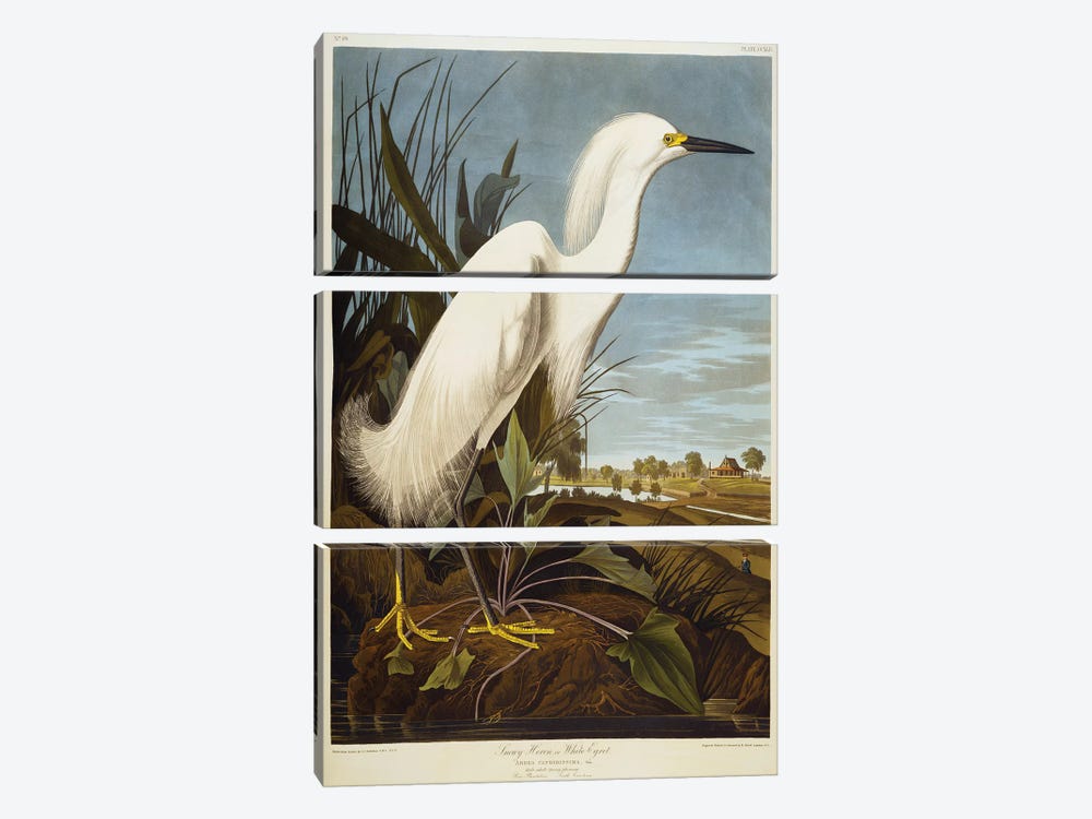 Snowy Heron Or White Egret / Snowy Egret  by John James Audubon 3-piece Art Print