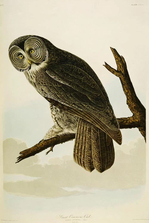 Great Cinereous Owl by John James Audubon wall art