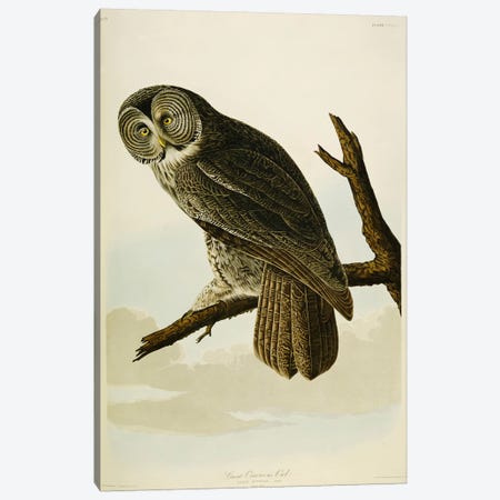 Great Cinereous Owl Canvas Print #BMN5301} by John James Audubon Canvas Wall Art