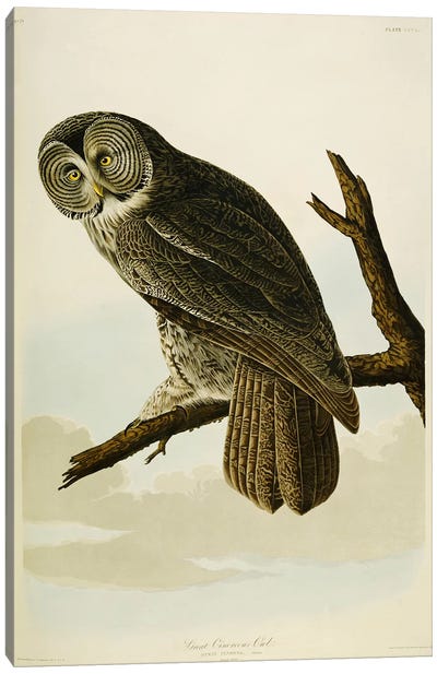 Great Cinereous Owl Canvas Art Print - John James Audubon