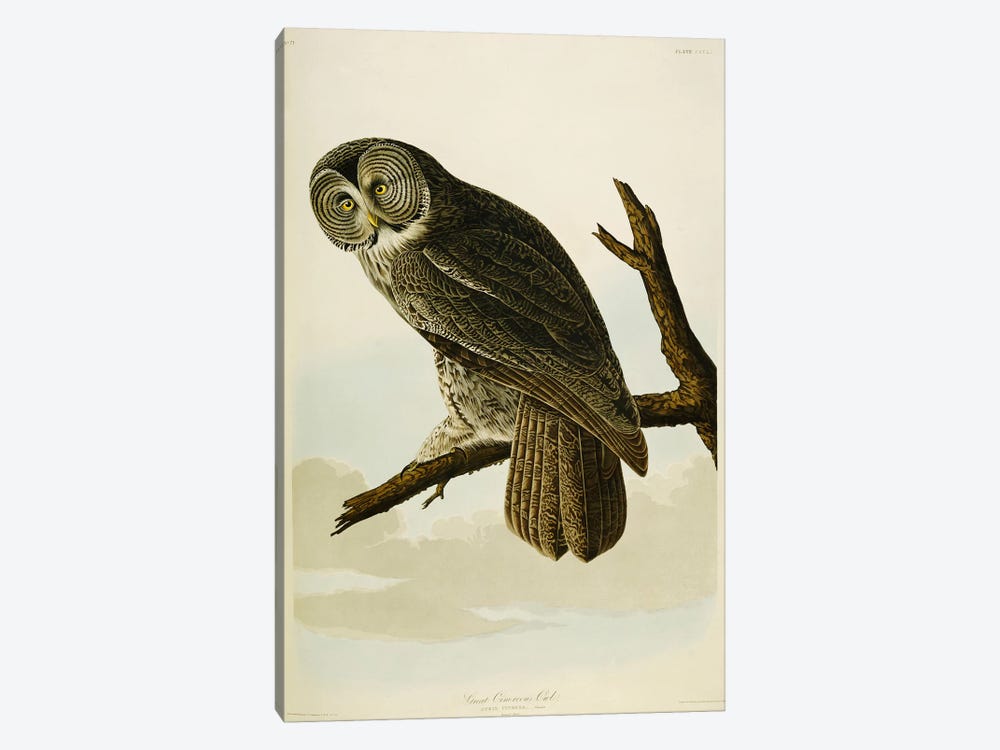 Great Cinereous Owl by John James Audubon 1-piece Canvas Artwork