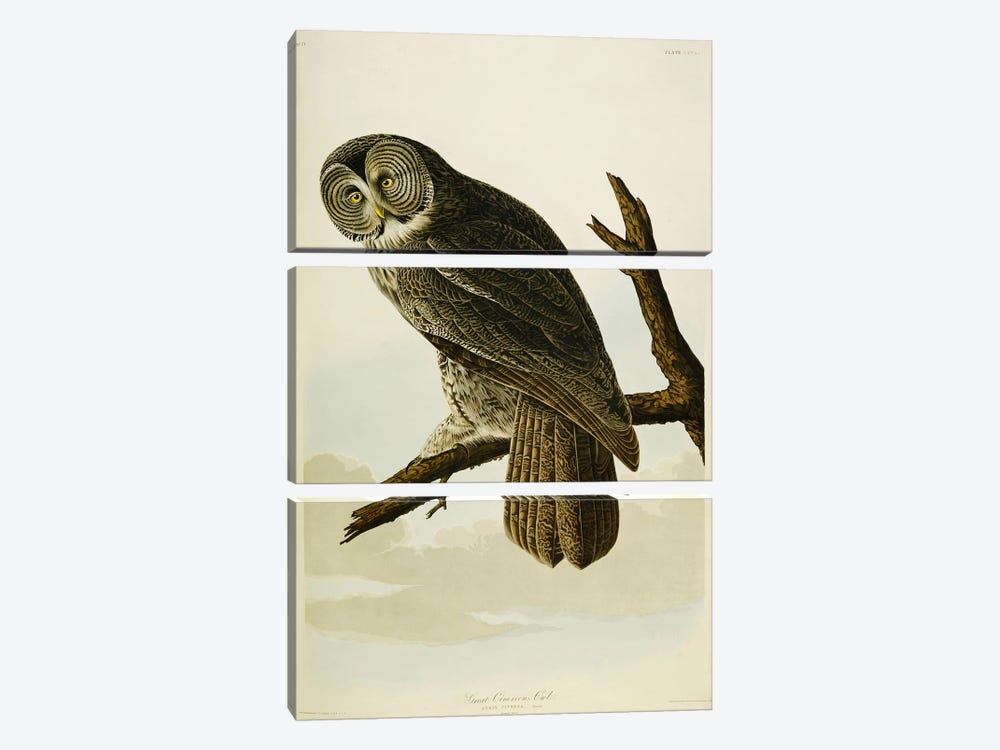 Great Cinereous Owl by John James Audubon 3-piece Canvas Art