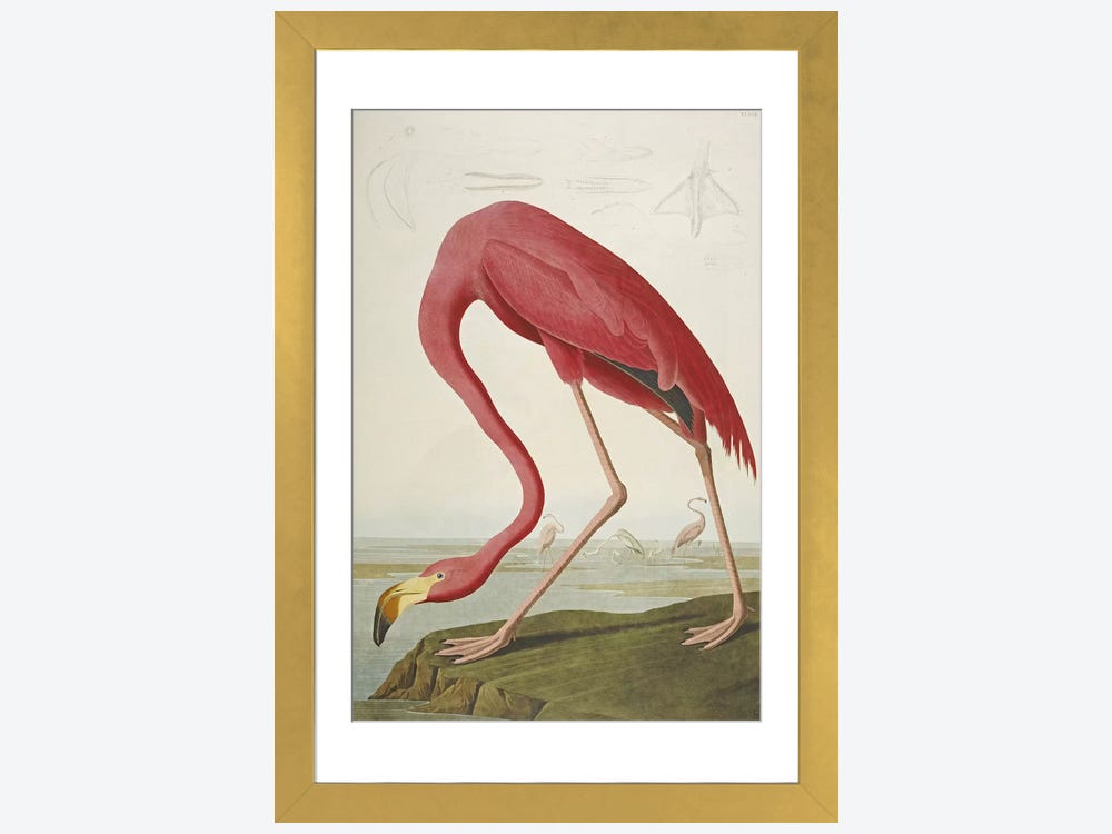 American Flamingo Print by John Audubon - Free Shipping Available