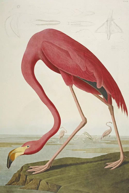 American Flamingo