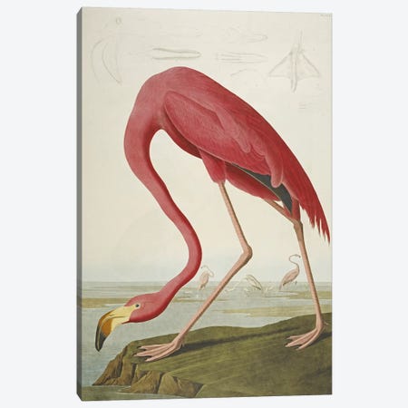 American Flamingo Canvas Print #BMN5302} by John James Audubon Canvas Artwork