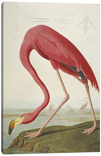 American Flamingo Canvas Art Print - John James Audubon