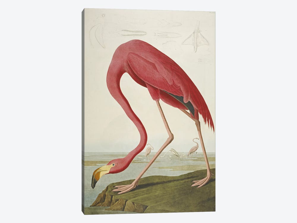 American Flamingo by John James Audubon 1-piece Art Print