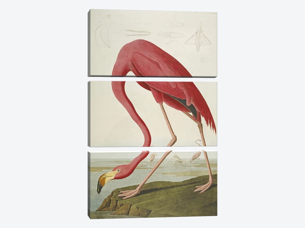 American Flamingo by John James Audubon 3-piece Art Print