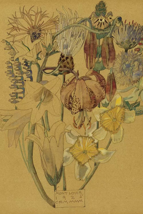 Mont Louis - Flower Study, 1925  by Charles Rennie Mackintosh wall art