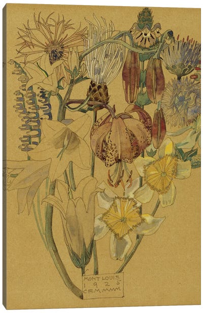 Mont Louis - Flower Study, 1925  Canvas Art Print