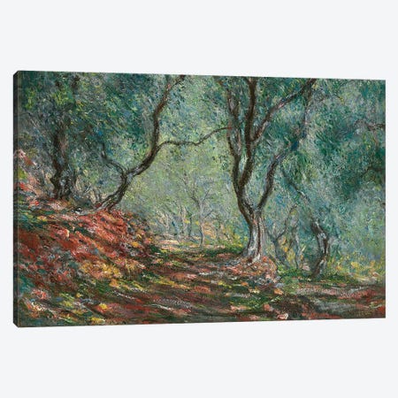 Olive Trees in the Moreno Garden, 1884  Canvas Print #BMN5345} by Claude Monet Canvas Print