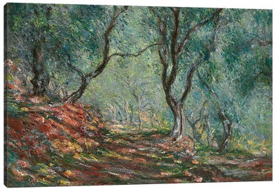 Olive Trees in the Moreno Garden, 1884  Canvas Art Print - Claude Monet