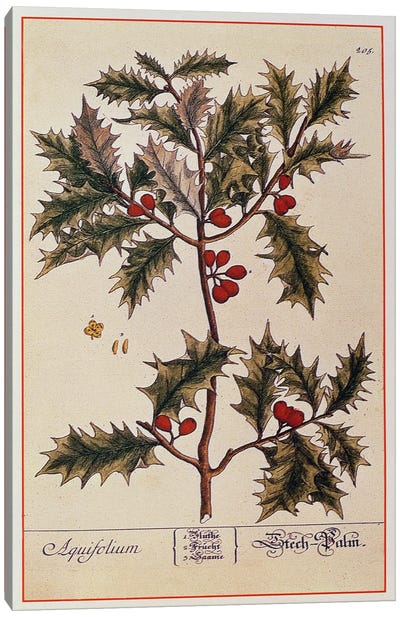 Holly from 'A Curious Herbal', 1782 Canvas Art Print