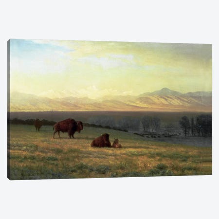 Buffalo on the Plains, c.1890  Canvas Print #BMN5434} by Albert Bierstadt Canvas Print