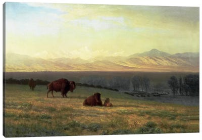 Buffalo on the Plains, c.1890  Canvas Art Print - Albert Bierstadt