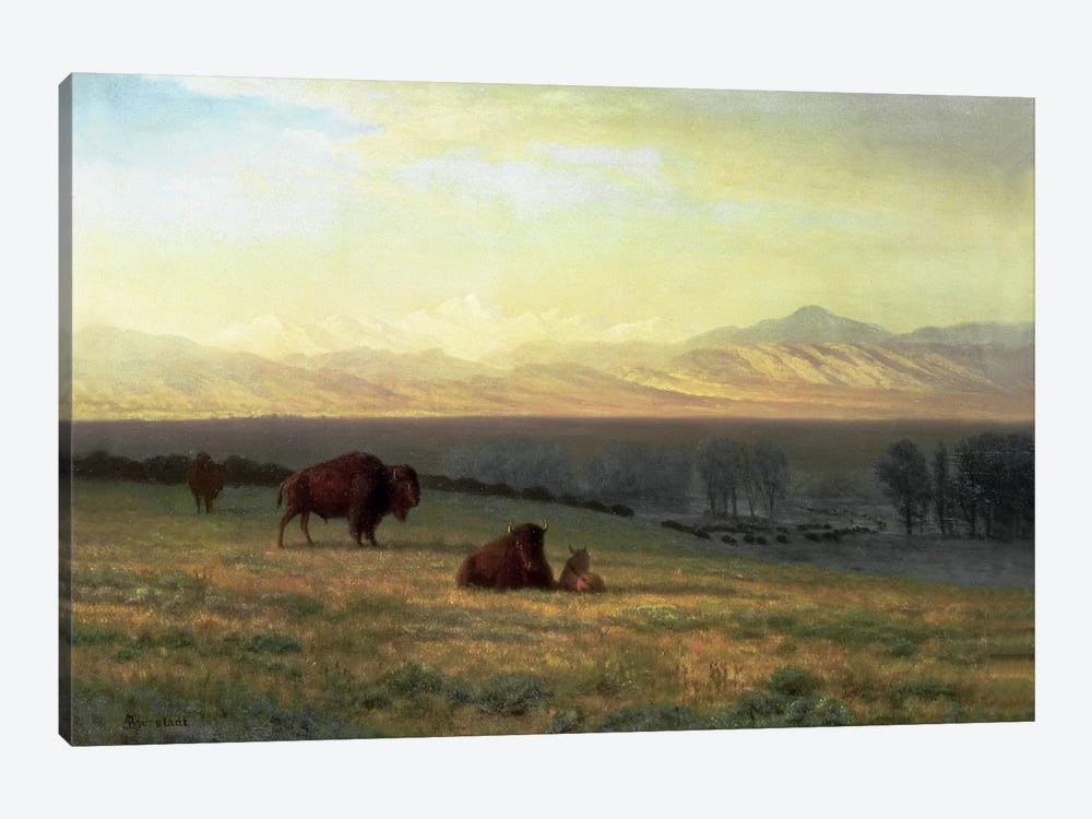 Buffalo on the Plains, c.1890  by Albert Bierstadt 1-piece Art Print