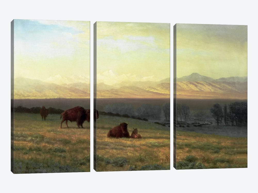 Buffalo on the Plains, c.1890  by Albert Bierstadt 3-piece Canvas Print