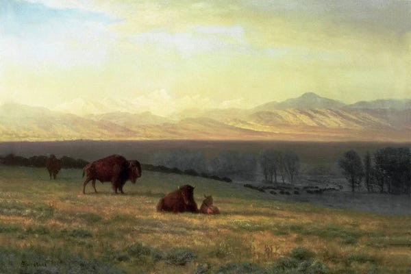 Albert Bierstadt: Buffalo on the Plains, c.1890  by Albert Bierstadt