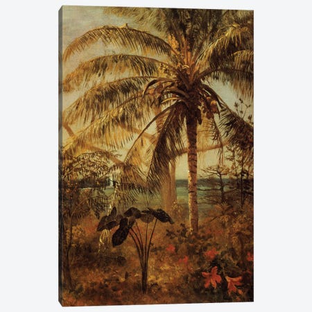 Palm Tree, Nassau, 1892  Canvas Print #BMN5437} by Albert Bierstadt Art Print